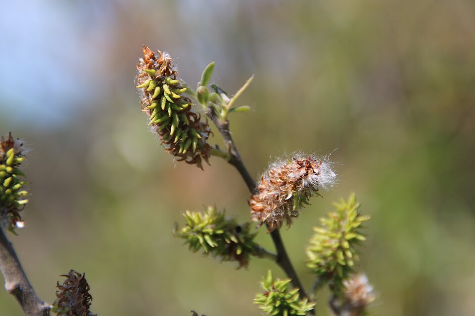 Salix lasiandra habitat