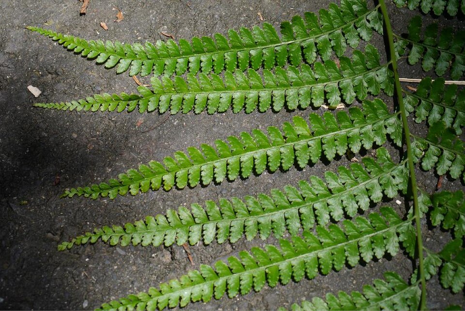 Pala Palai (Microlepia strigosa) - PlantNative.org Pala Palai (Microlepia strigosa) showing frond texture and habitat in Hawaii