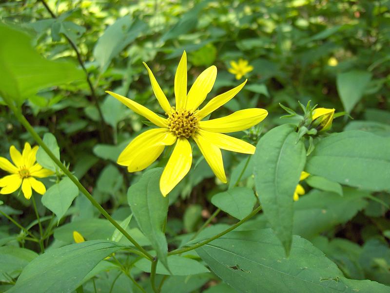 Pale-leaved Sunflower (Helianthus strumosus) - PlantNative.org Pale-leaved Sunflower (Helianthus strumosus) bright yellow flowers with dark centers on tall stems in a native garden