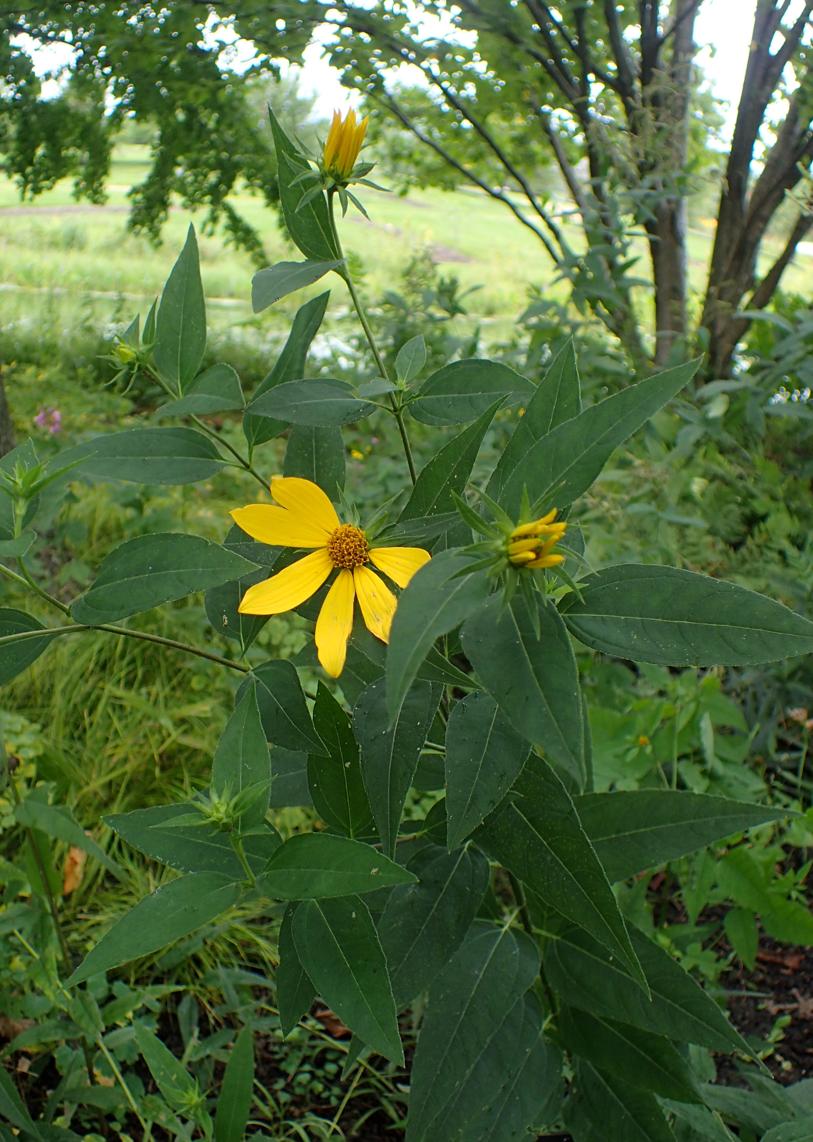 Pale-leaved Sunflower (Helianthus strumosus) - PlantNative.org Pale-leaved Sunflower (Helianthus strumosus) flower close-up showing yellow ray petals and brownish-purple center disk