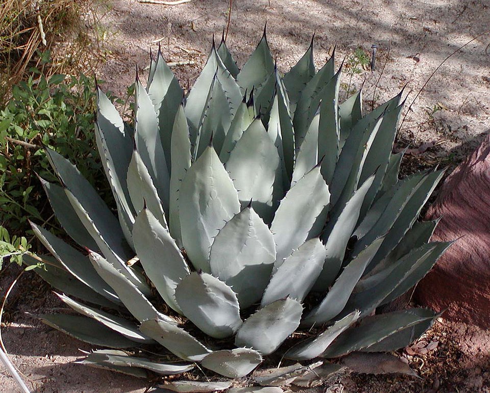 Palmer Agave (Agave palmeri) - PlantNative.org Palmer Agave (Agave palmeri)