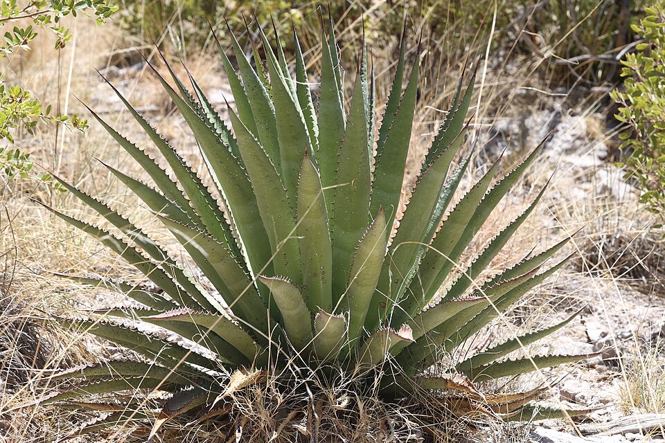 Palmer Agave (Agave palmeri) - PlantNative.org Palmer Agave (Agave palmeri) detail