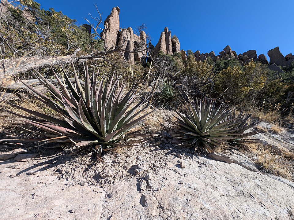 Palmer Agave (Agave palmeri) - PlantNative.org Palmer Agave (Agave palmeri) in landscape