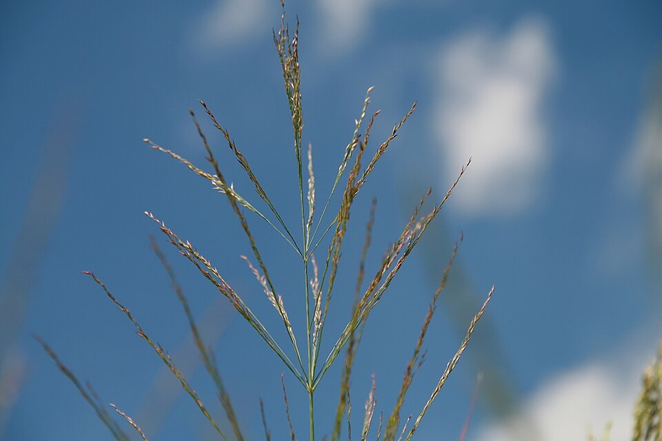 Coastal Panic Grass (Panicum amarum) - PlantNative.org Coastal Panic Grass (Panicum amarum) blue-green clumps on sandy coastal habitat