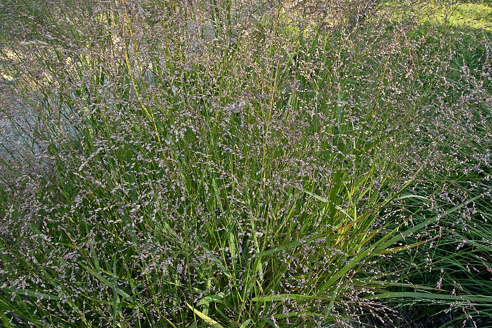 Switchgrass (Panicum virgatum) clump in garden setting showing dense bunchgrass form and ornamental value