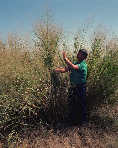 Switchgrass (Panicum virgatum) showing characteristic upright growth habit and airy seed heads
