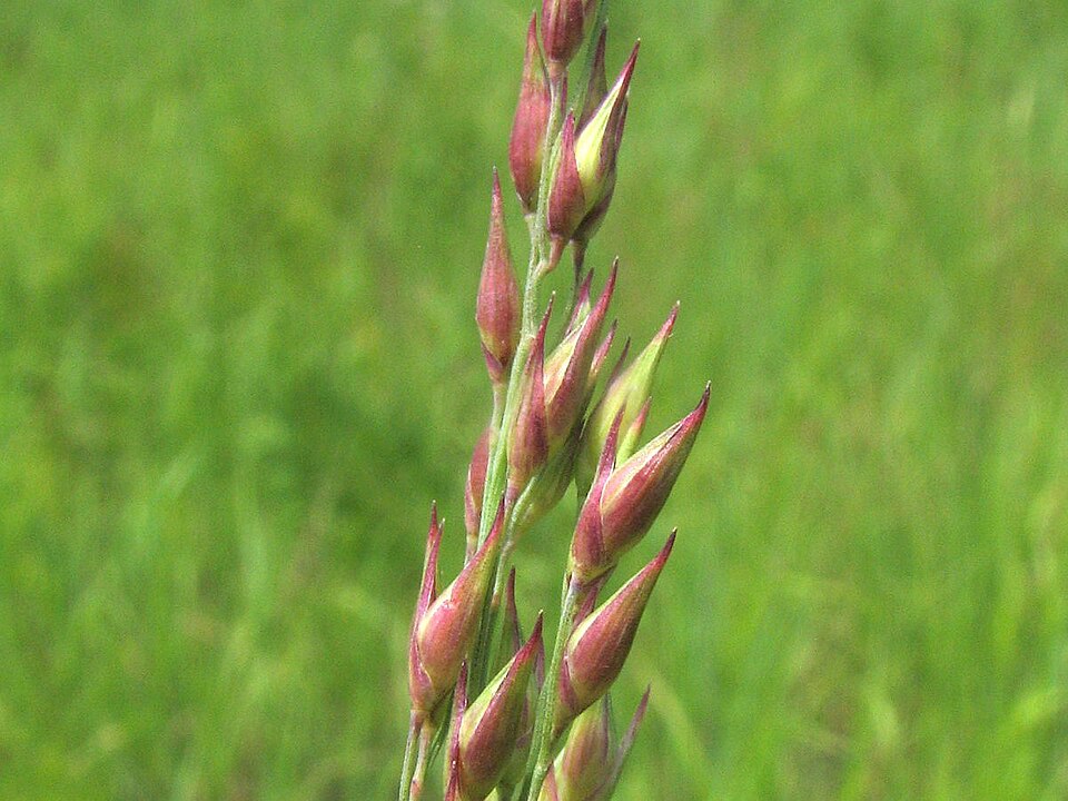 Switchgrass (Panicum virgatum) seed heads showing detailed panicle structure and small seeds