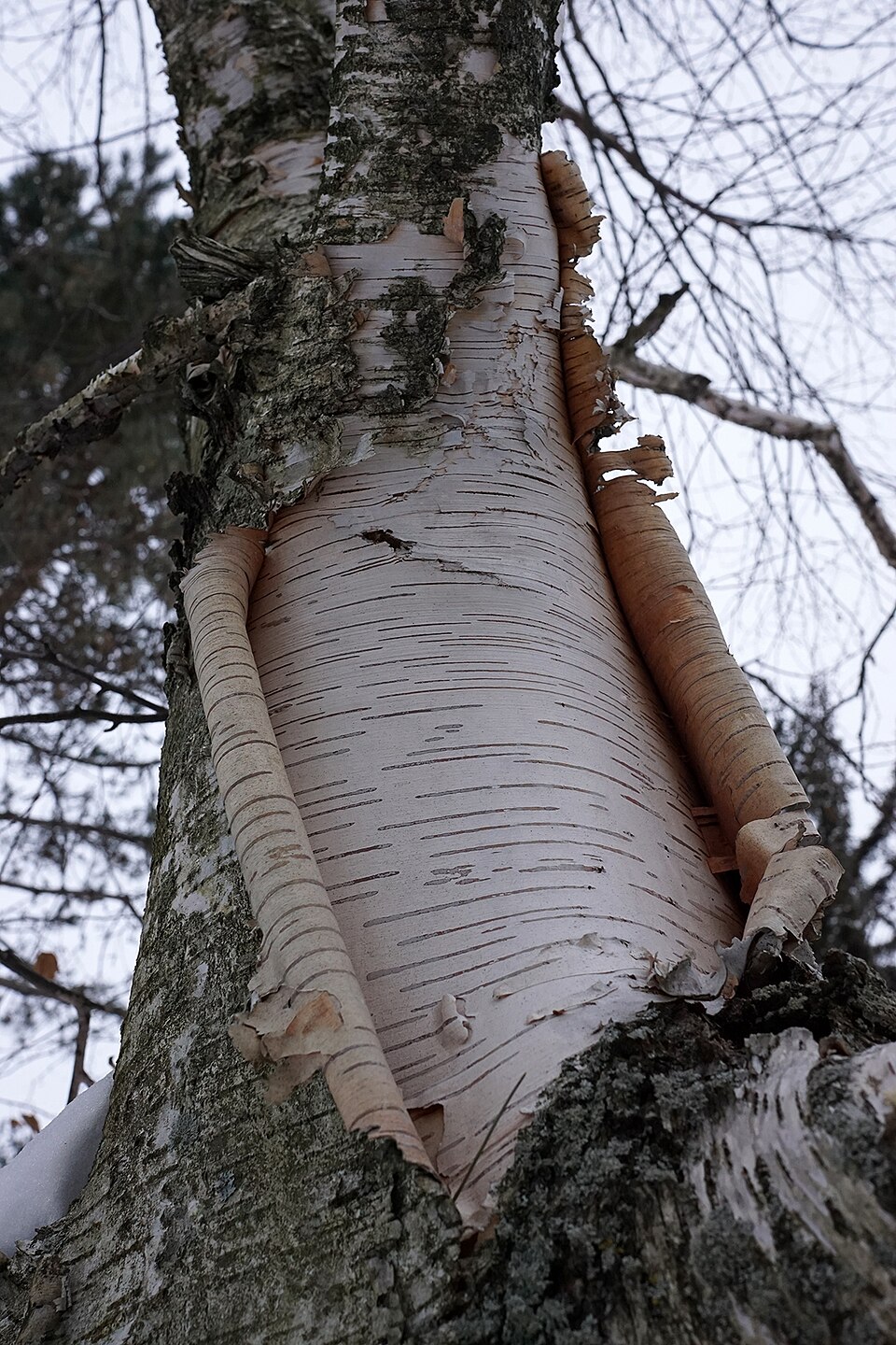 Paper Birch (Betula papyrifera) - PlantNative.org Close-up view of Paper Birch (Betula papyrifera) bark showing distinctive white peeling layers