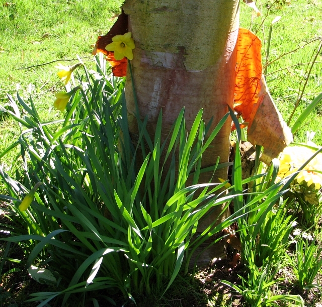 Betula papyrifera plant