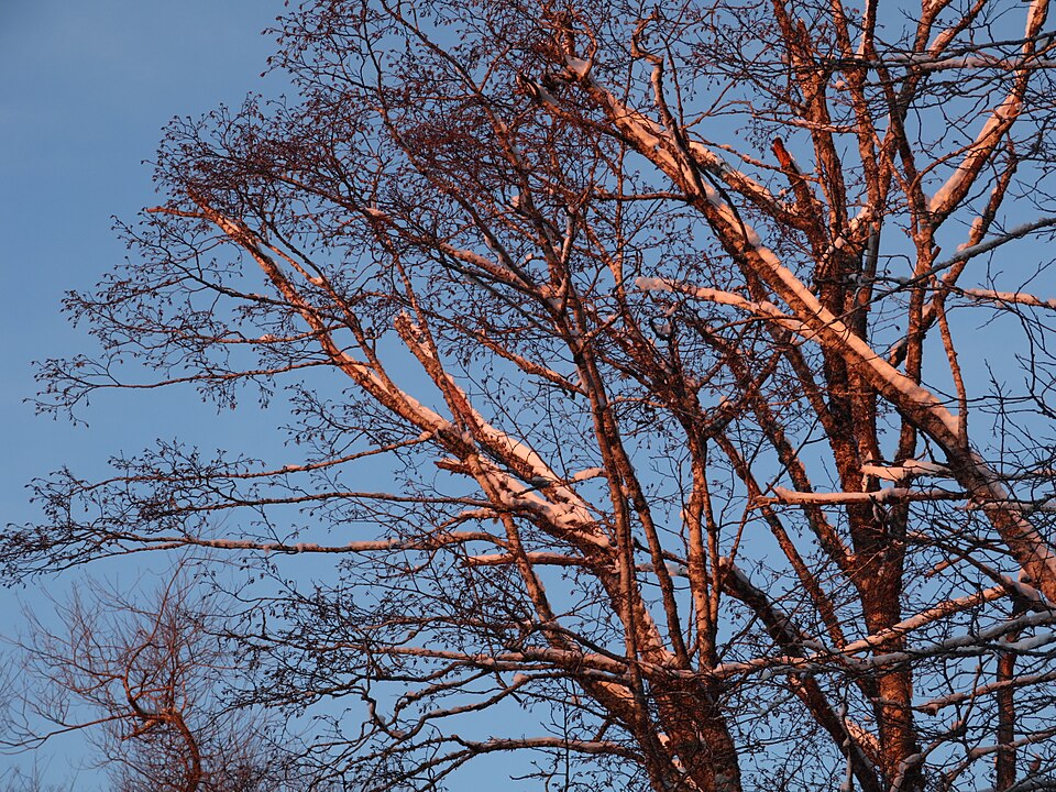 Betula papyrifera plant
