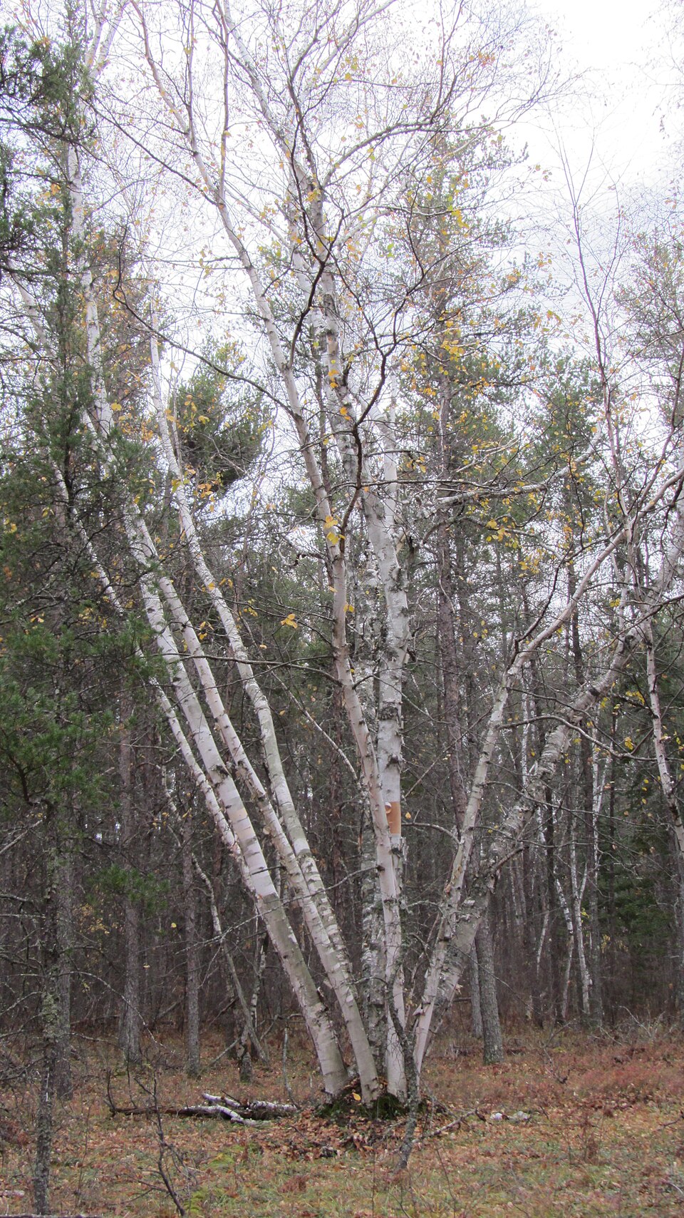 Paper Birch (Betula papyrifera) showing characteristic white bark with black horizontal lines