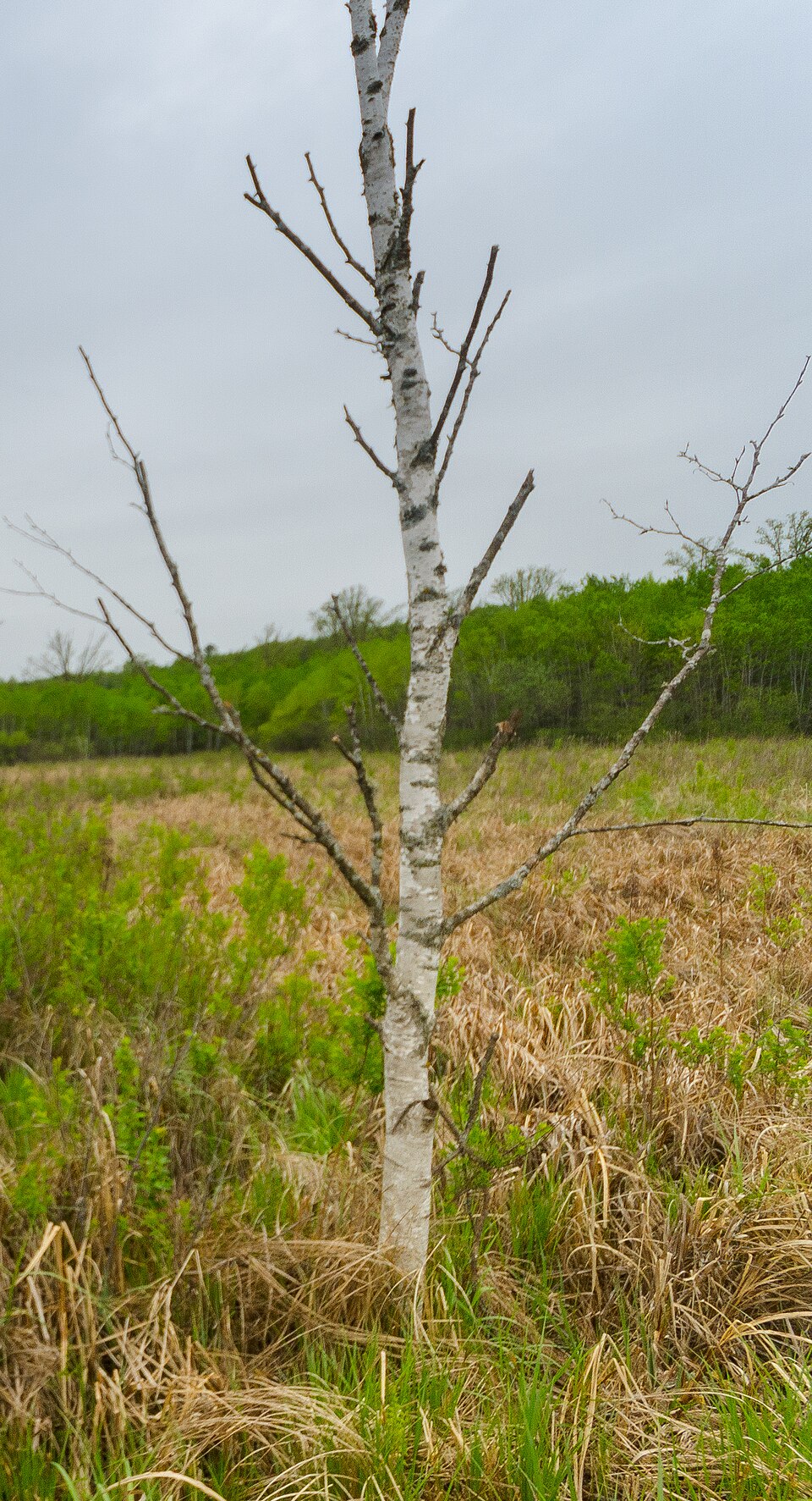 Paper Birch (Betula papyrifera) - PlantNative.org Paper Birch (Betula papyrifera) trees showing distinctive white bark in natural Wisconsin woodland setting