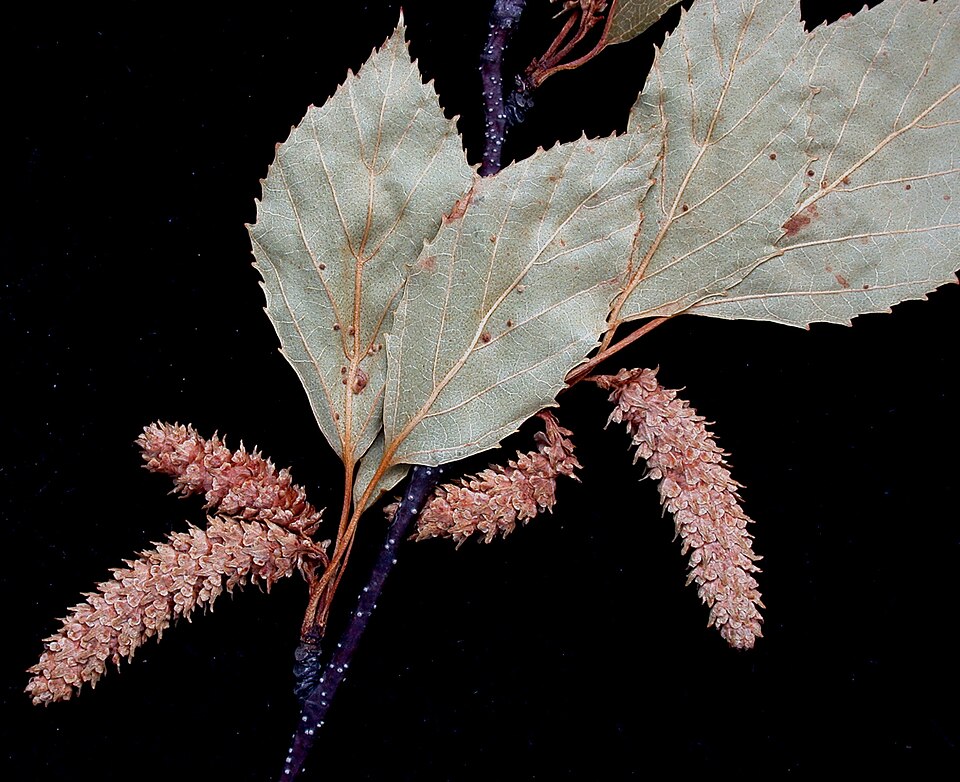 Paper Birch (Betula papyrifera) - PlantNative.org Paper Birch (Betula papyrifera) leaves and catkins showing typical leaf shape and reproductive structures