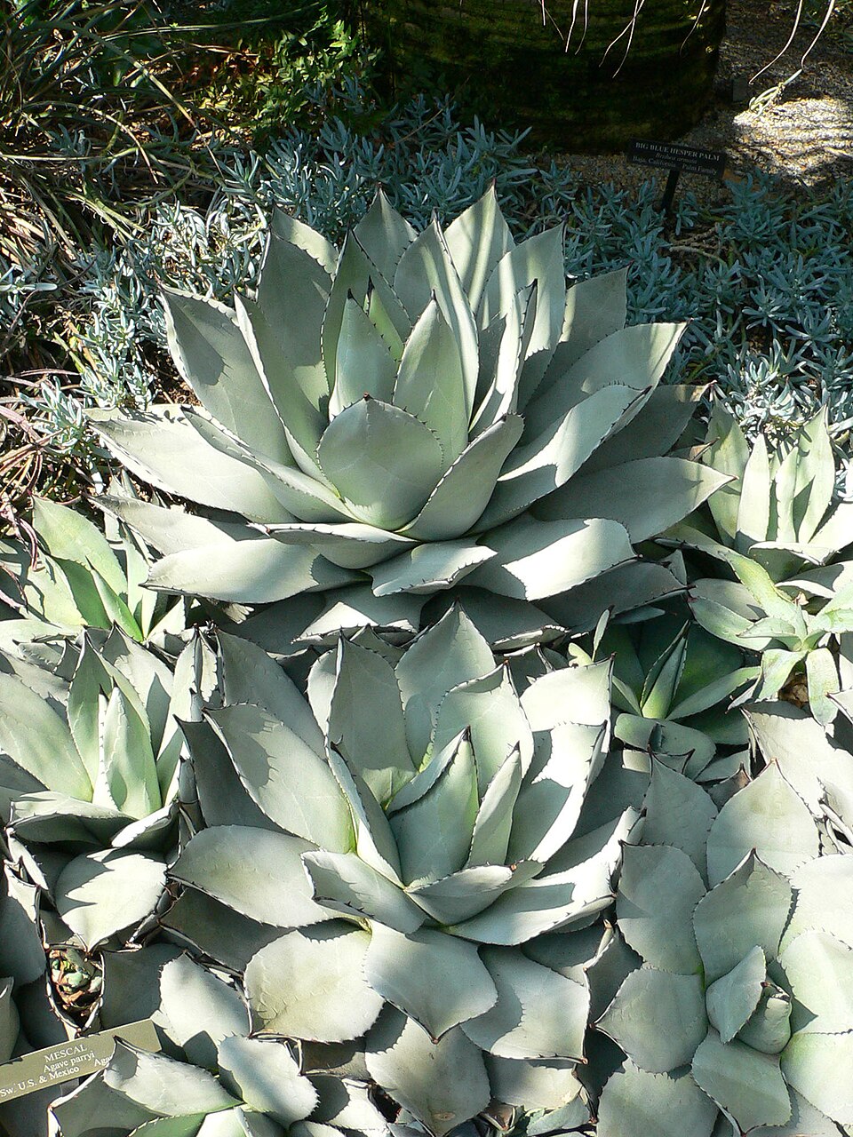 Parry's Agave (Agave parryi) - PlantNative.org Parry's Agave (Agave parryi) compact blue-gray rosette with red-tipped leaves in Arizona mountain grassland