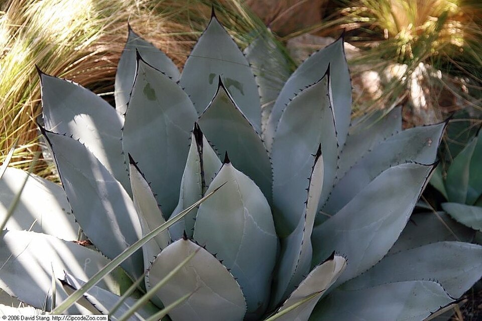 Parry's Agave (Agave parryi) - PlantNative.org Parry's Agave (Agave parryi) showing blue-gray leaf color with distinctive bud imprints and dark terminal spines