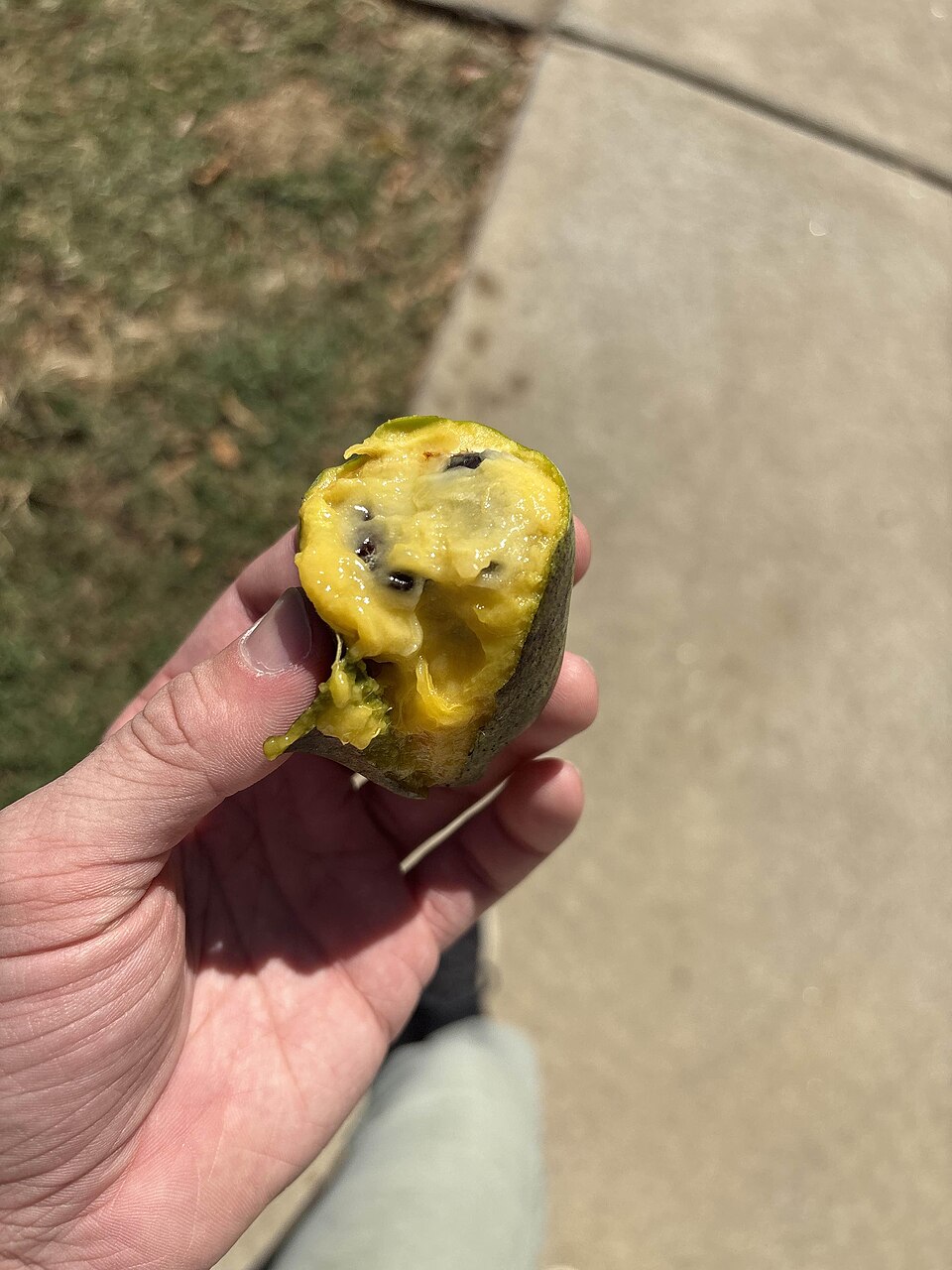 Paw Paw (Asimina triloba) fruit cross section showing creamy flesh and large dark brown seeds