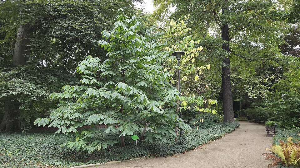 Paw Paw (Asimina triloba) tree showing large oval leaves and tropical appearance