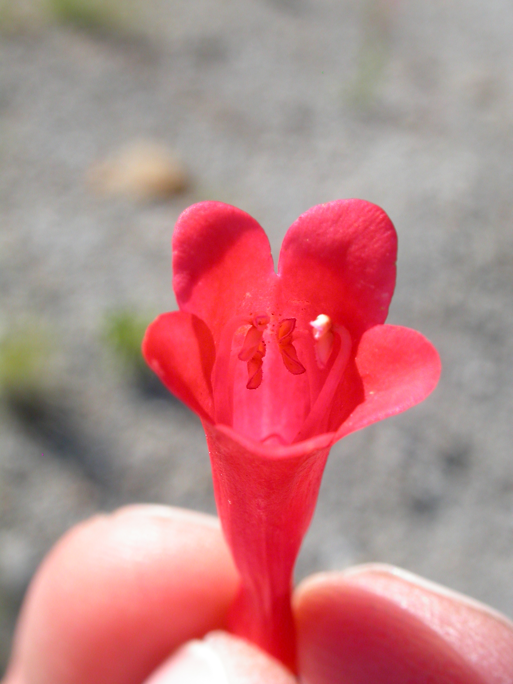Firecracker Penstemon (Penstemon eatonii) showing vivid scarlet-red tubular flowers on upright stalks
