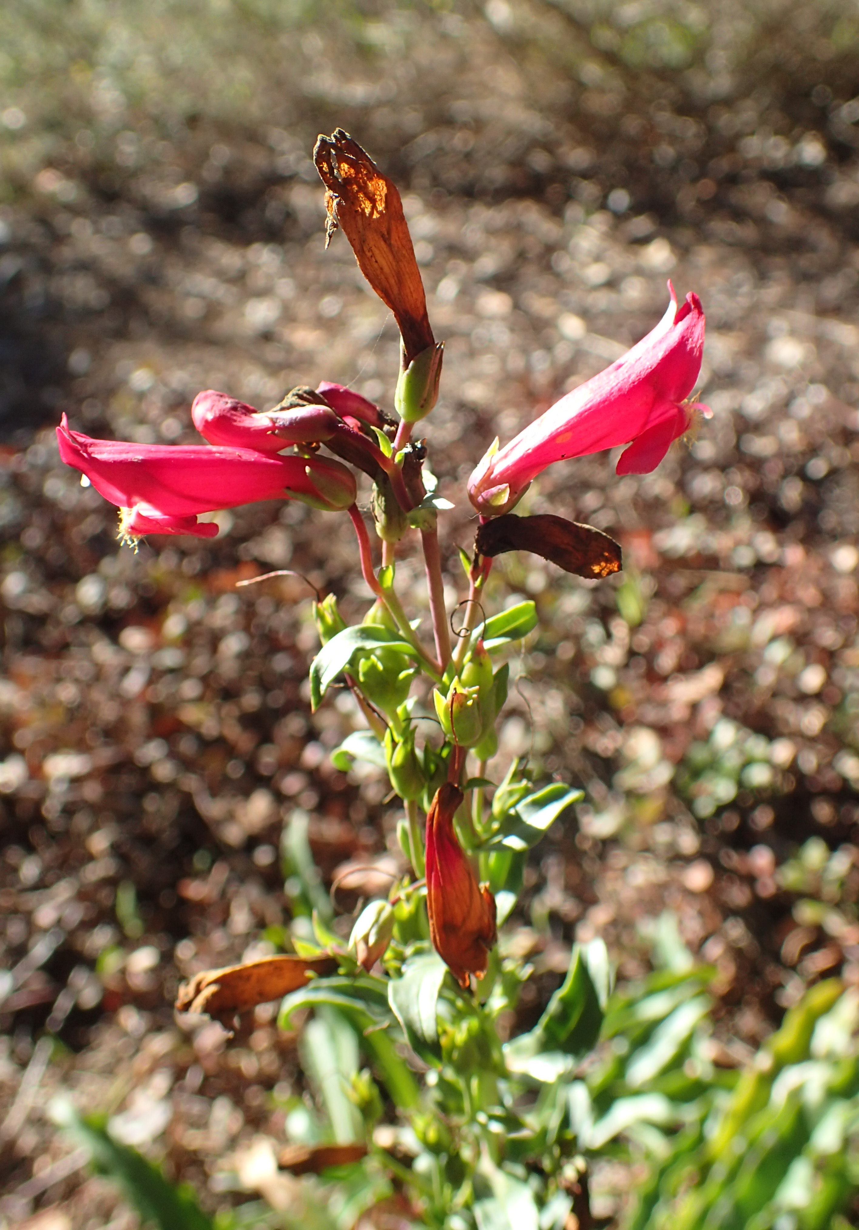 Firecracker Penstemon (Penstemon eatonii) upright flowering stalks showing multiple scarlet blooms