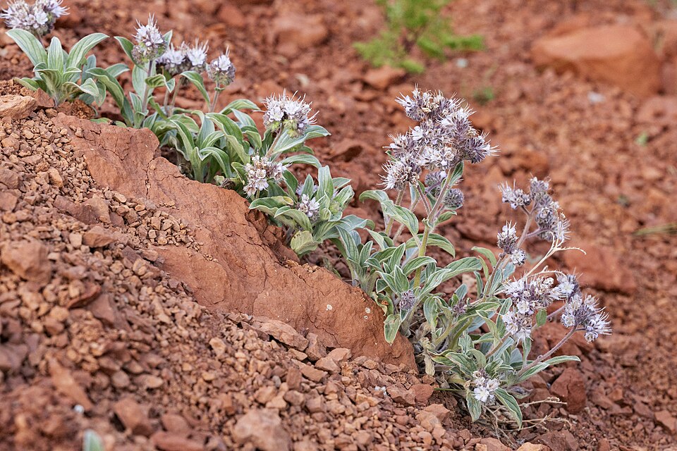 Silverleaf Phacelia (Phacelia hastata) showing white to lavender flowers on coiled scorpioid cymes