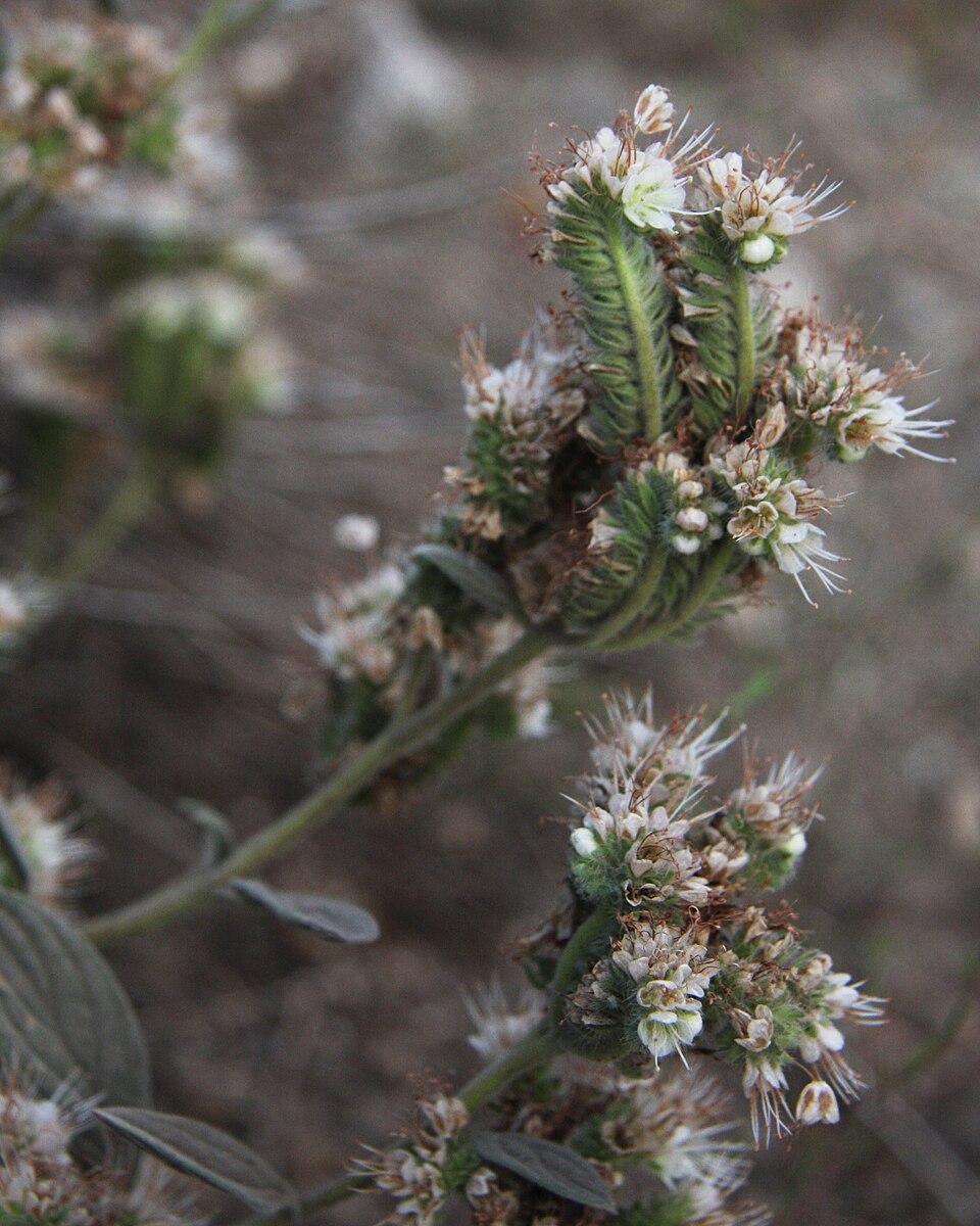 Silverleaf Phacelia (Phacelia hastata) close-up showing the scorpioid flower clusters with white stamens