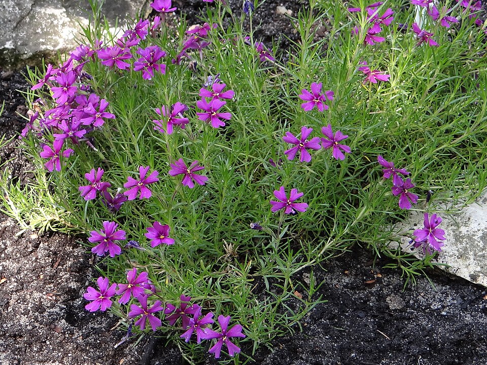 Chalice Phlox (Phlox amoena) flower clusters showing pink five-petaled blooms