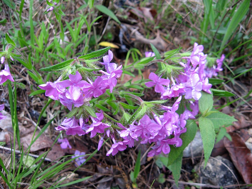 Chalice Phlox (Phlox amoena) growing in natural rocky habitat with pink flowers