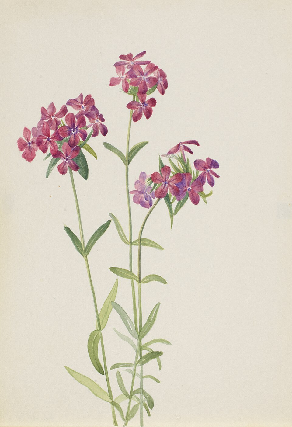 Chalice Phlox (Phlox amoena) botanical illustration by Mary Vaux Walcott showing plant structure and flowers