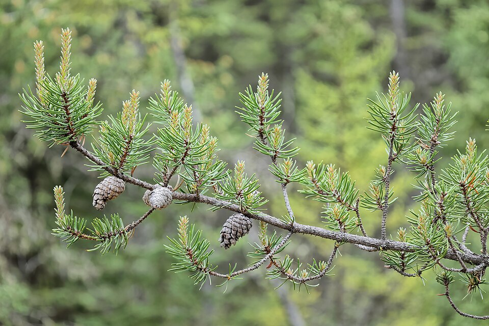 Jack Pine (Pinus banksiana) mature trees with gnarled trunks and twisted branches in sandy barrens landscape