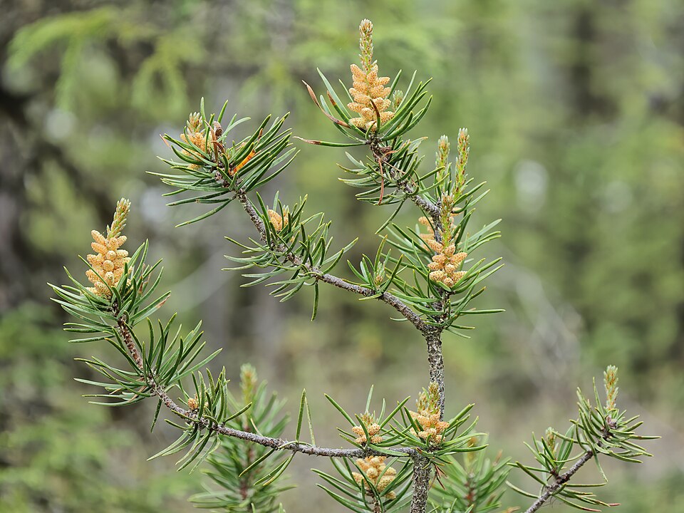 Jack Pine (Pinus banksiana) serotinous cones clustered on branches, curved and resin-sealed