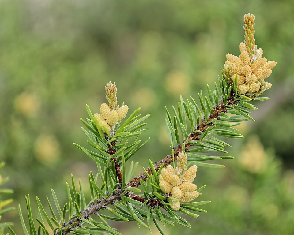 Jack Pine (Pinus banksiana) short paired needles and bark detail