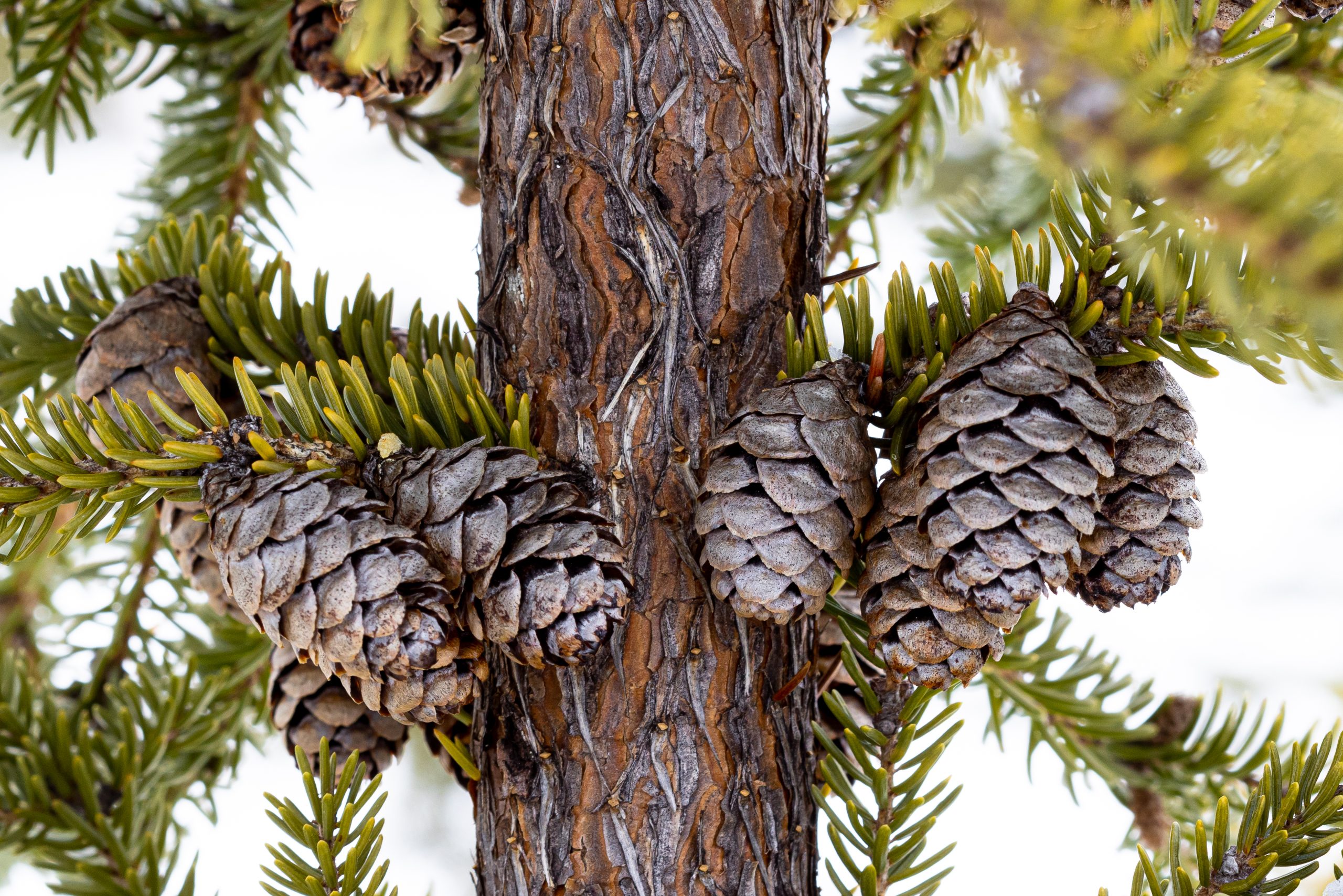 Black Spruce (Picea mariana)