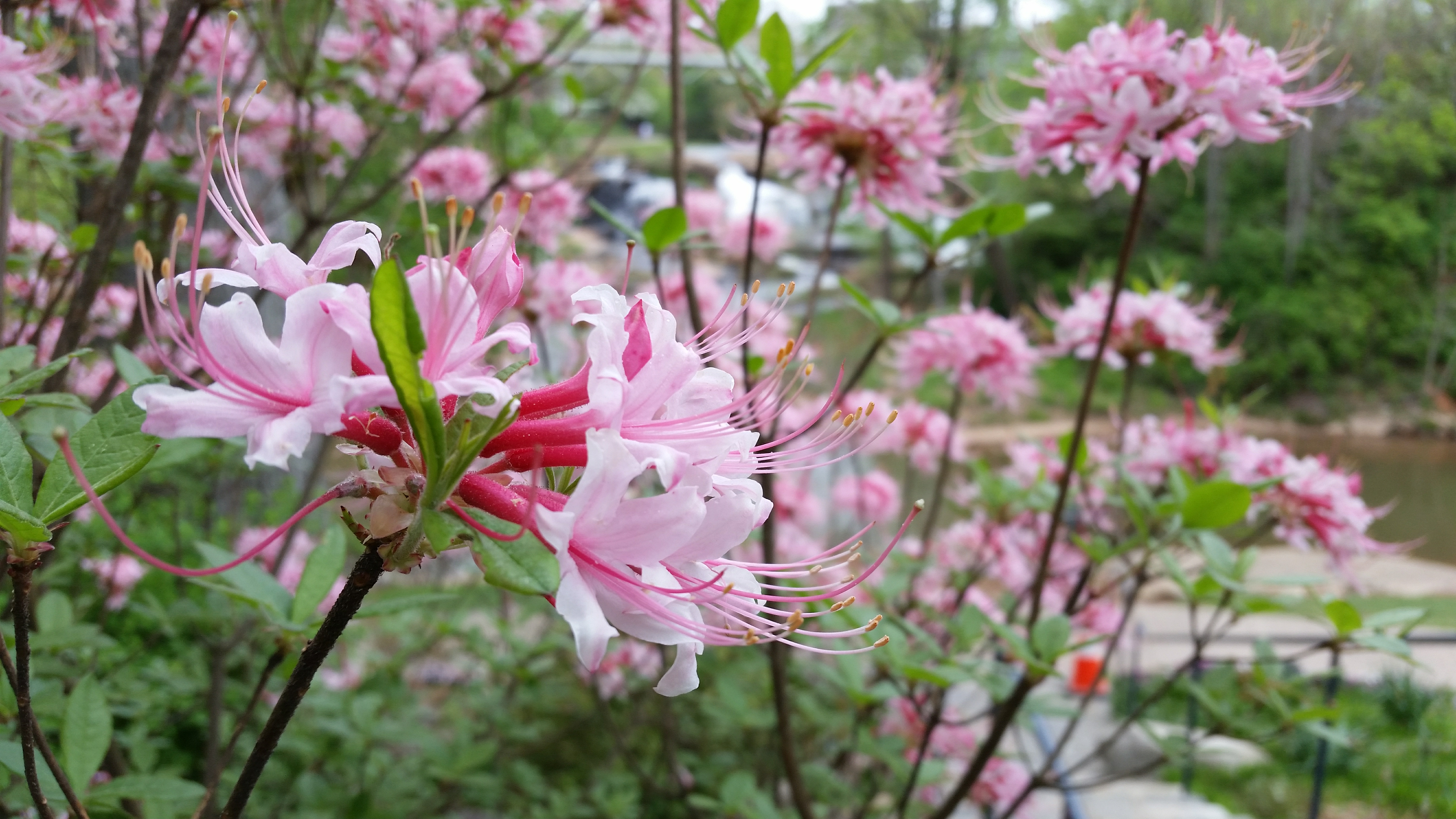 Piedmont Azalea (Rhododendron canescens) - PlantNative.org Piedmont Azalea Rhododendron canescens closeup showing delicate pale pink flowers with protruding stamens