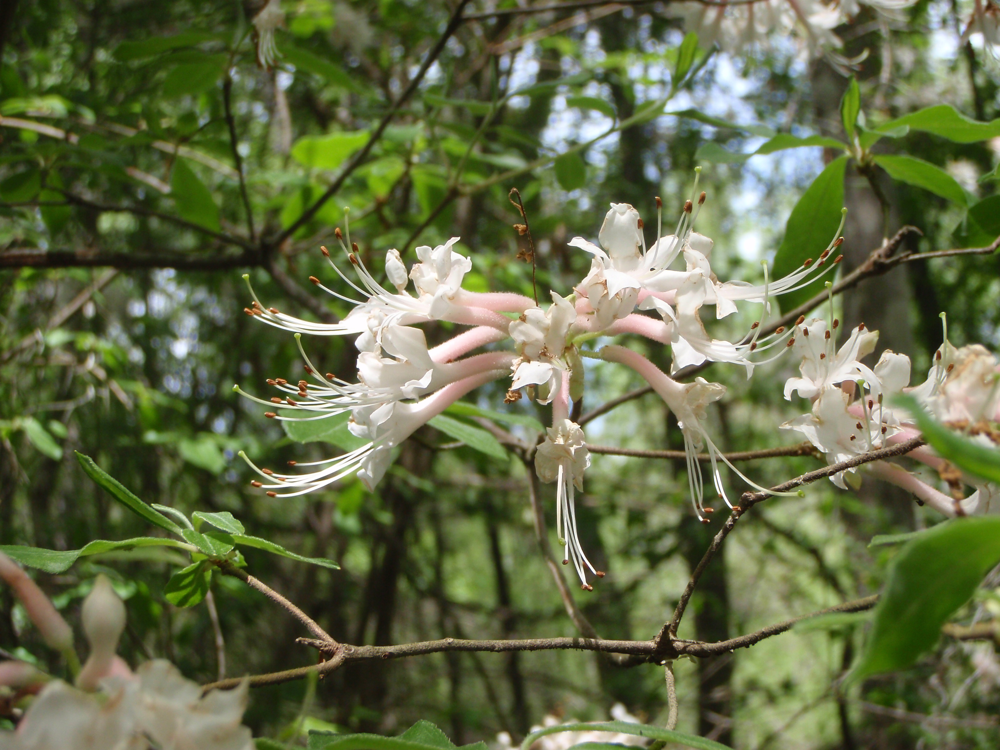 Piedmont Azalea (Rhododendron canescens) - PlantNative.org Piedmont Azalea (Rhododendron canescens) showing fragrant white to pale pink tubular flowers in spring bloom
