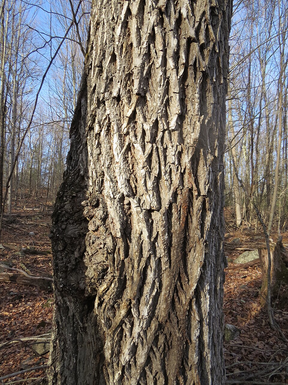 Pignut Hickory (Carya glabra) showing mature tree trunk with characteristic shaggy bark and compound leaves
