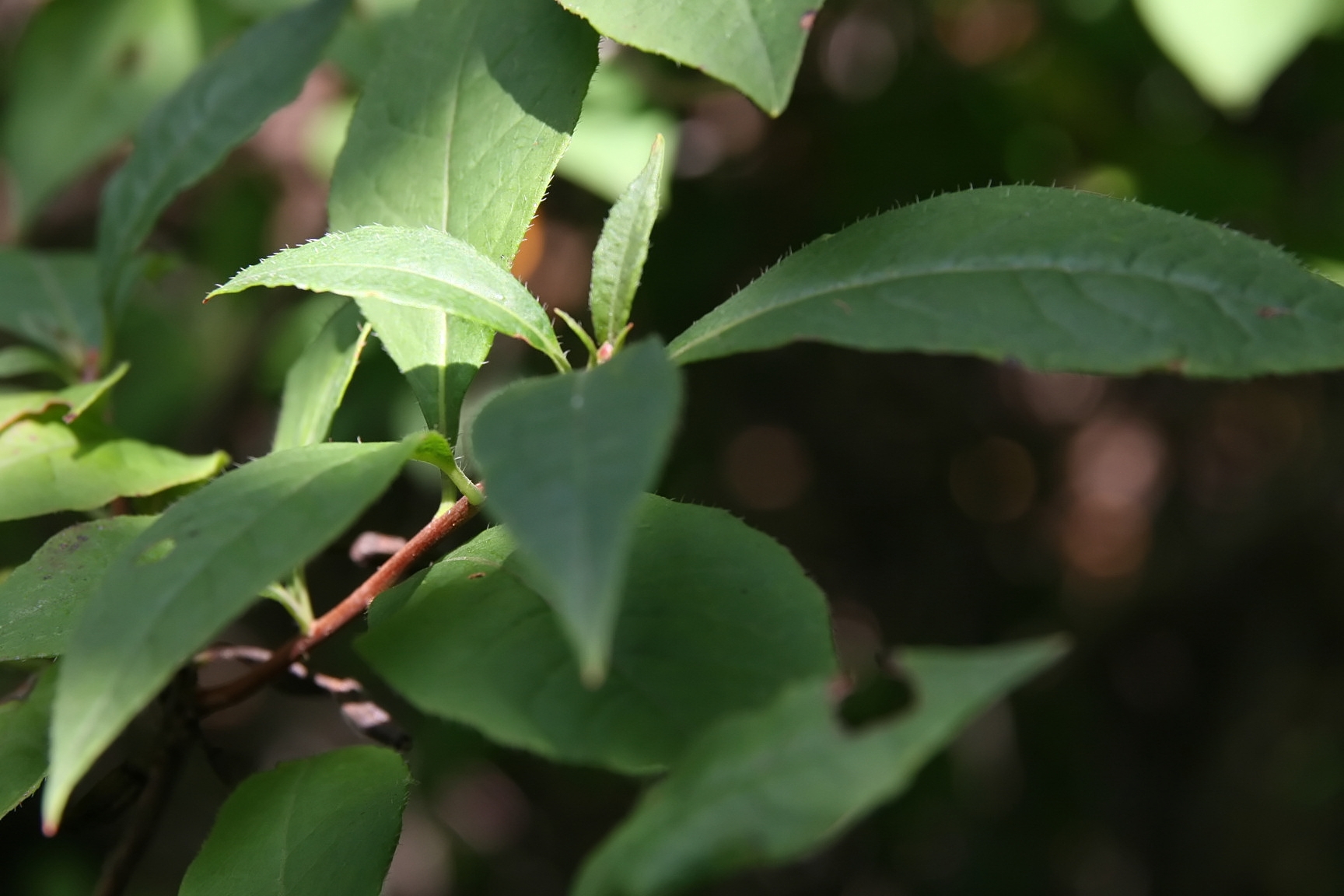 Pinkshell Azalea (Rhododendron vaseyi) showing its characteristic pink flowers with orange freckles blooming before the leaves emerge