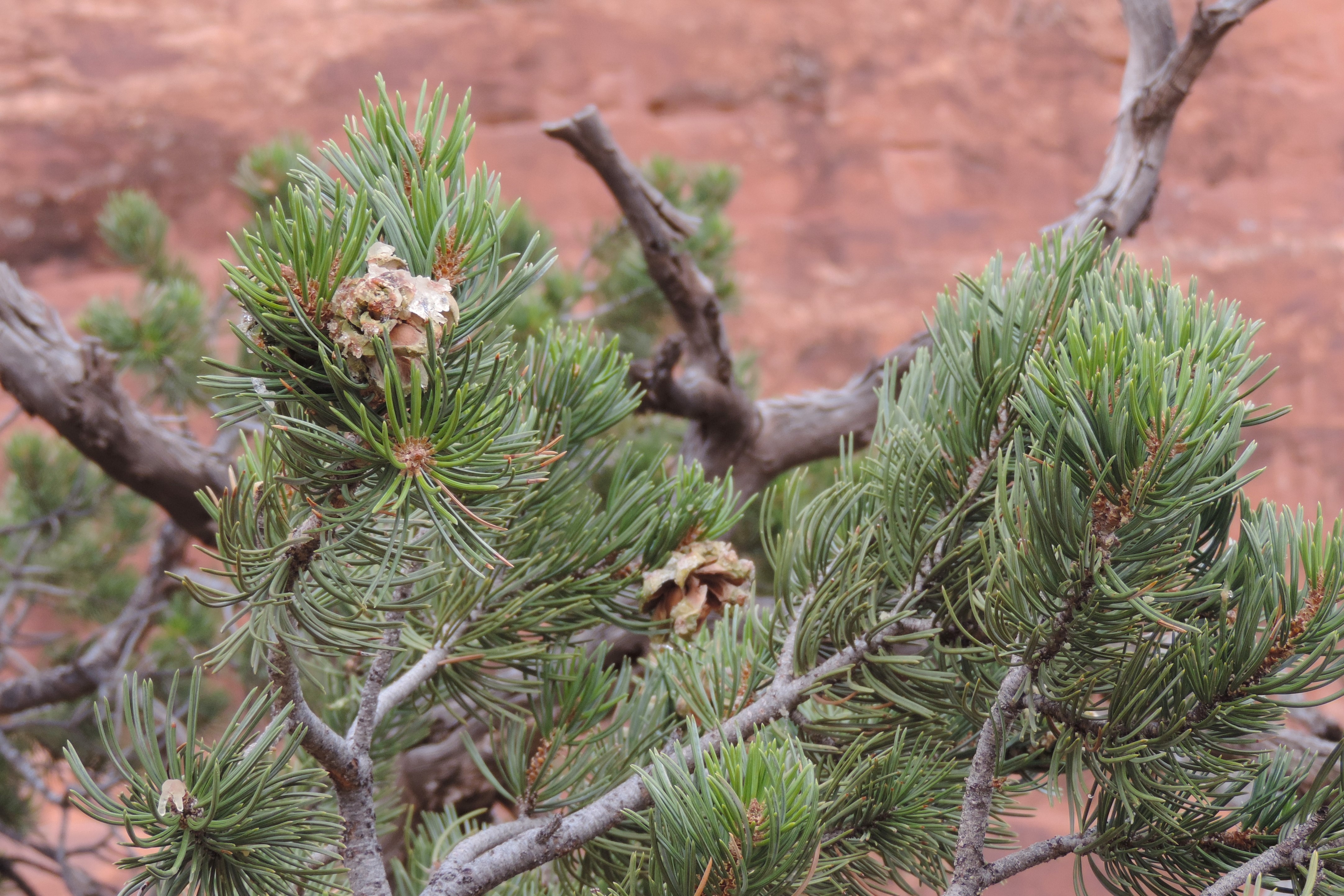 Singleleaf Pinyon (Pinus edulis) - PlantNative.org Pinyon Pine (Pinus edulis) growing in the red rock canyon country of the Colorado Plateau