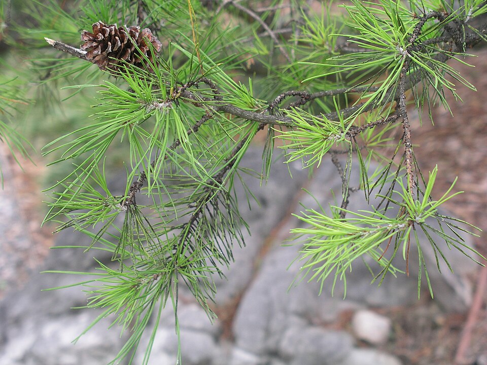 Virginia Pine (Pinus virginiana) - PlantNative.org Virginia Pine (Pinus virginiana) tree showing characteristic open, irregular crown and twisted branches