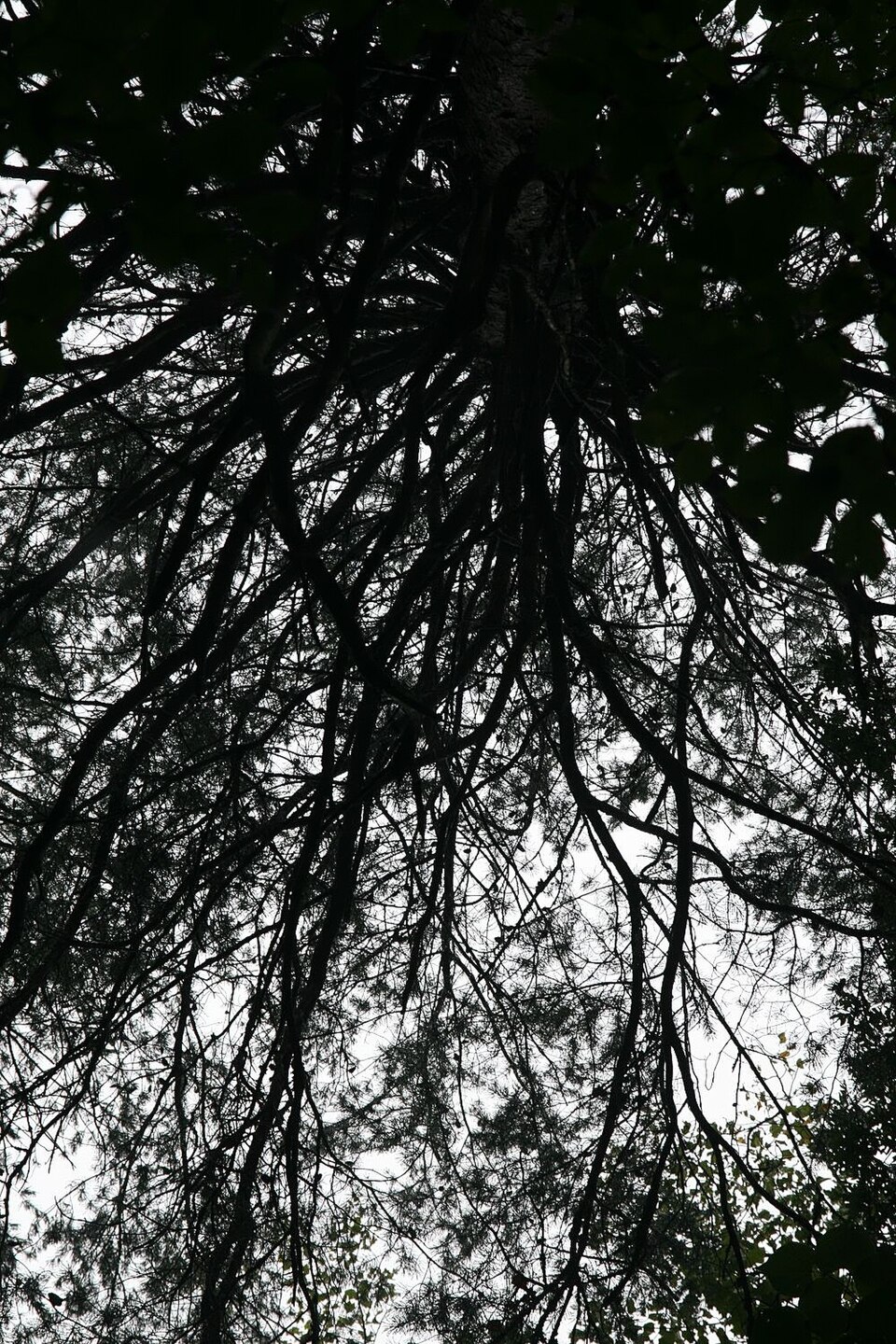 Virginia Pine (Pinus virginiana) - PlantNative.org Virginia Pine (Pinus virginiana) close-up showing short twisted needle pairs and small prickly cones