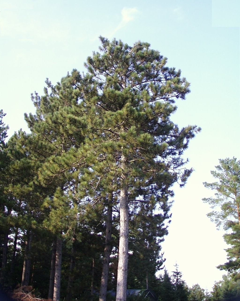 Red Pine (Pinus resinosa) tall straight-trunked mature trees with reddish-orange upper bark