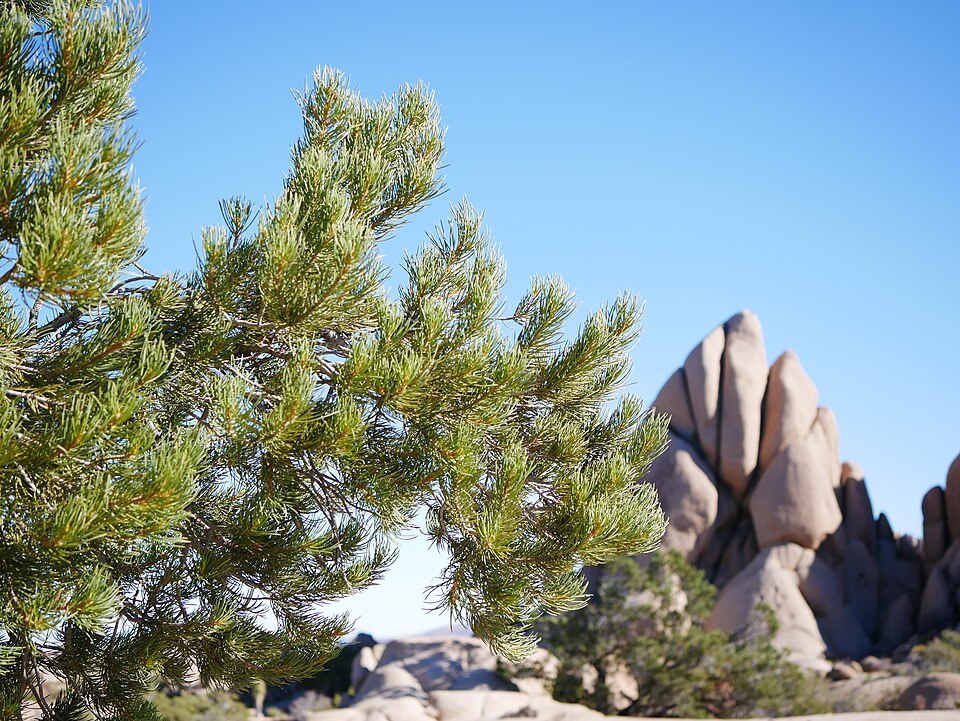 Pinyon Pine (Pinus monophylla) branch closeup showing single-needle fascicles and young cones