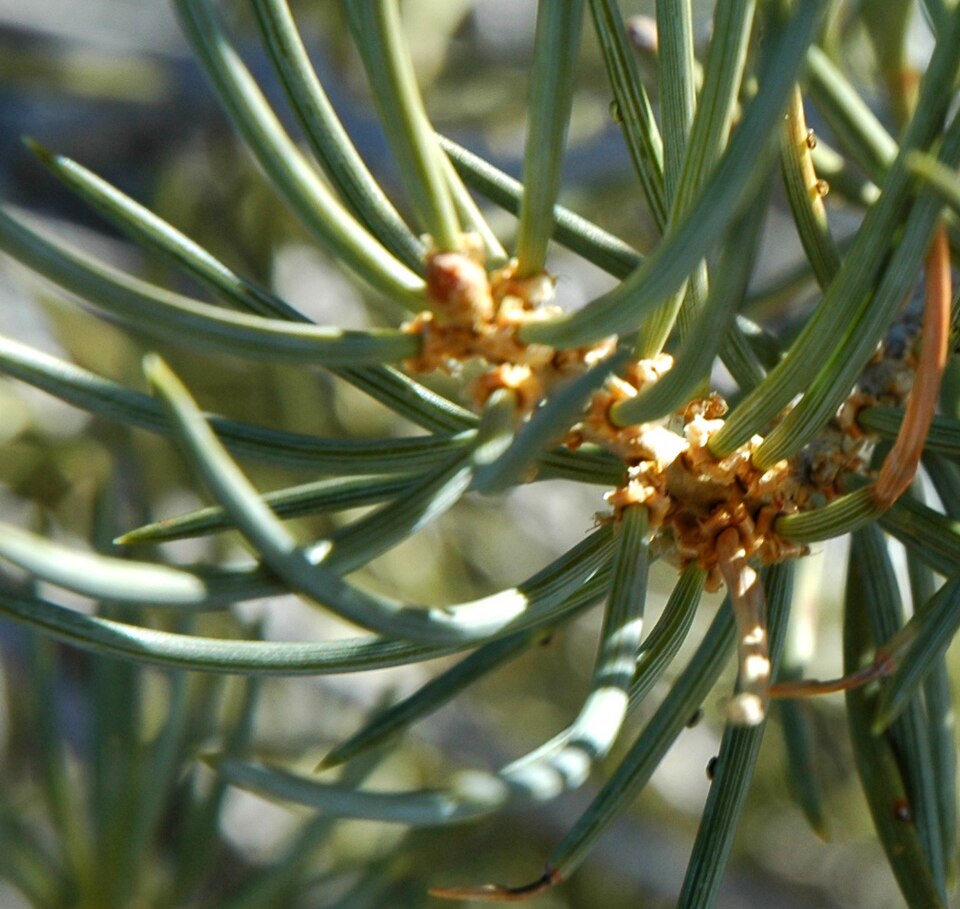 Pinyon Pine (Pinus monophylla) foliage detail showing single-needle fascicles and blue-green color