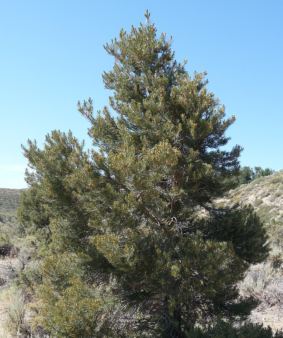 Pinyon Pine (Pinus monophylla) single-needle pine in Great Basin foothills with characteristic rounded crown