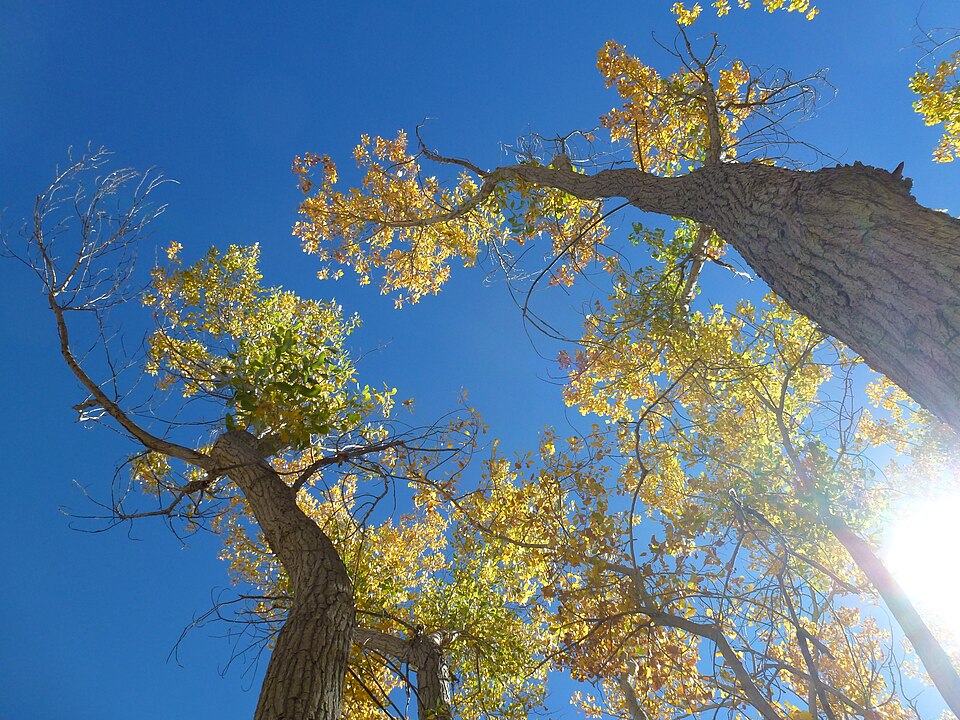 Plains Cottonwood (Populus deltoides subsp. monilifera) large tree with characteristic triangular leaves and fluffy white seeds along a river corridor