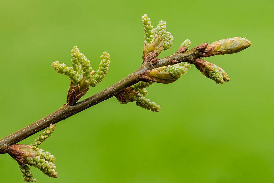 Pin Oak (Quercus palustris) - PlantNative.org Pin Oak (Quercus palustris) leaves showing deeply lobed, bristle-tipped form characteristic of the red oak group