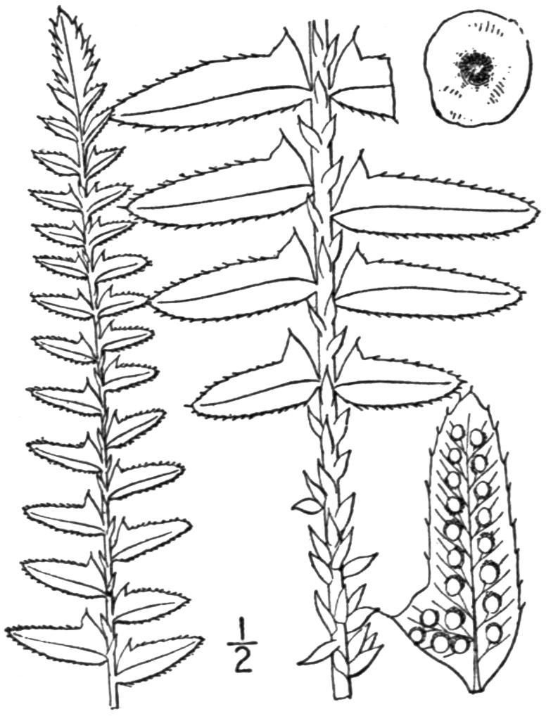 Christmas Fern (Polystichum acrostichoides) - PlantNative.org Christmas Fern (Polystichum acrostichoides) botanical illustration showing frond and pinnae detail