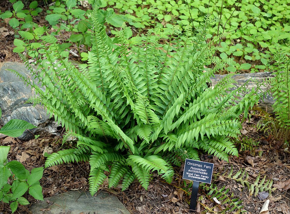 Christmas Fern (Polystichum acrostichoides) - PlantNative.org Christmas Fern (Polystichum acrostichoides) growing in woodland at Jenkins Arboretum