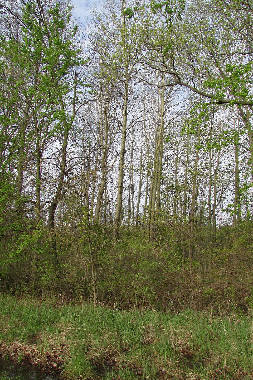 Large-tooth Aspen (Populus grandidentata) golden yellow fall foliage with light filtering through the trembling leaves