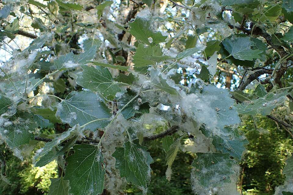 Large-tooth Aspen (Populus grandidentata) distinctive white to gray bark with dark lenticels and older furrowed base