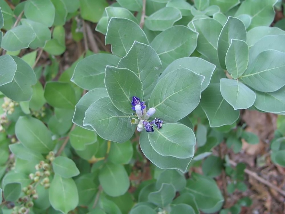 Pohinahina (Vitex rotundifolia) trailing stems and silvery foliage showing beach shrub growth habit